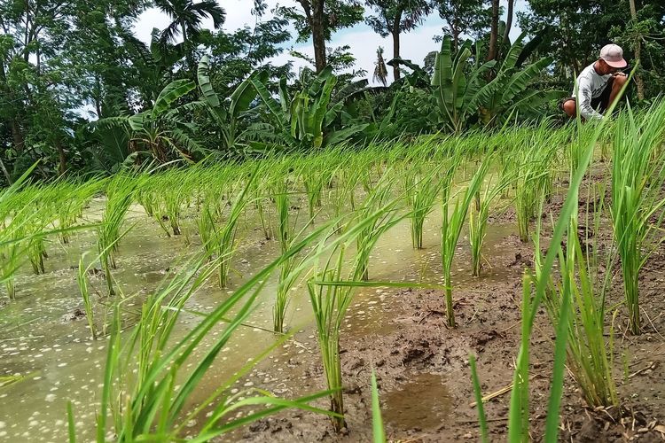 Gara-Gara Tengkulak, Pertanian Indonesia Susah Maju